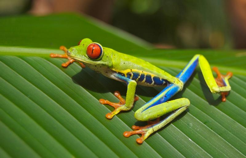 red-eyed tree frog (he must’ve had a rough night)
photo on Pixabay